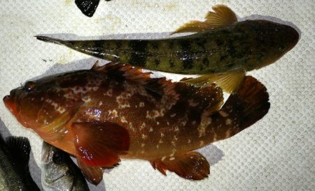 TOPGUN名古屋 釣果