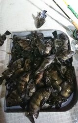 明康丸 釣果