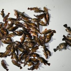 TOPGUN名古屋 釣果