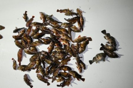 TOPGUN名古屋 釣果