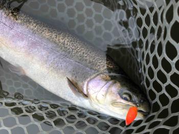 フィッシング サンクチュアリ 釣果