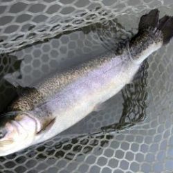 フィッシング サンクチュアリ 釣果