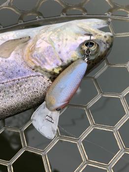 フィッシング サンクチュアリ 釣果