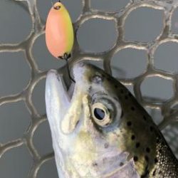 フィッシング サンクチュアリ 釣果