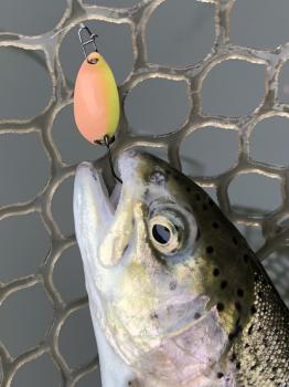 フィッシング サンクチュアリ 釣果