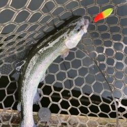 フィッシング サンクチュアリ 釣果