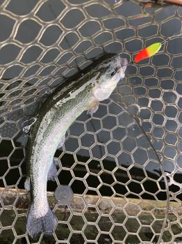 フィッシング サンクチュアリ 釣果