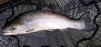 フィッシング サンクチュアリ 釣果