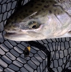 フィッシング サンクチュアリ 釣果