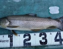 フィッシング サンクチュアリ 釣果