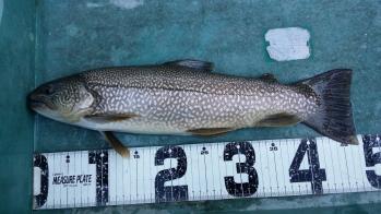 フィッシング サンクチュアリ 釣果