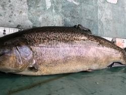 フィッシング サンクチュアリ 釣果