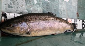 フィッシング サンクチュアリ 釣果