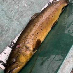 フィッシング サンクチュアリ 釣果