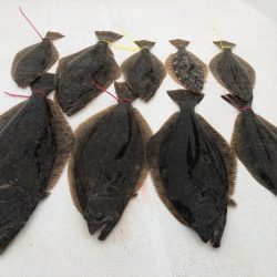 Magic(マジック) 釣果