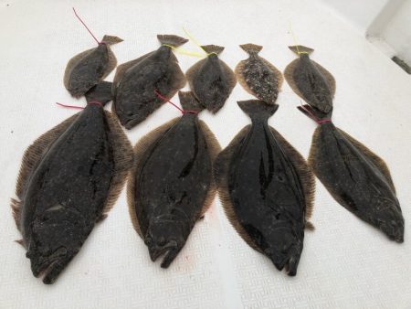 Magic（マジック） 釣果