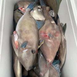 さんさん丸 釣果