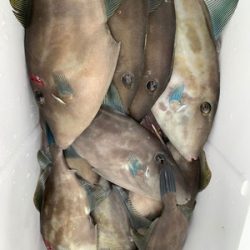 さんさん丸 釣果