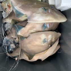 さんさん丸 釣果