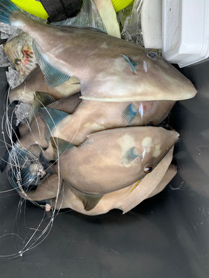 さんさん丸 釣果