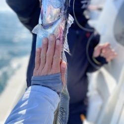 リトルワン 釣果