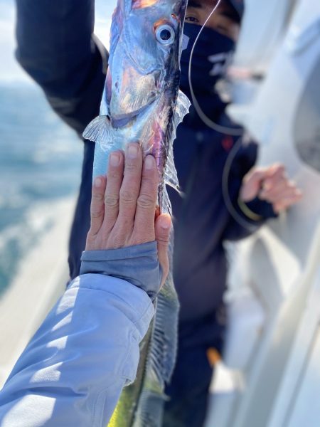 リトルワン 釣果