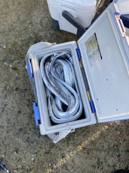 リトルワン 釣果