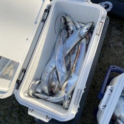 リトルワン 釣果