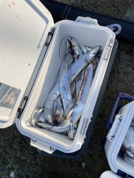 リトルワン 釣果