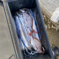 リトルワン 釣果