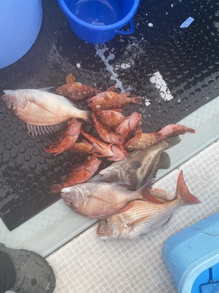 リトルワン 釣果