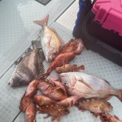 リトルワン 釣果