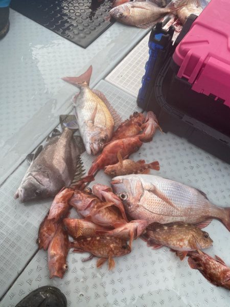 リトルワン 釣果