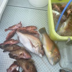 リトルワン 釣果