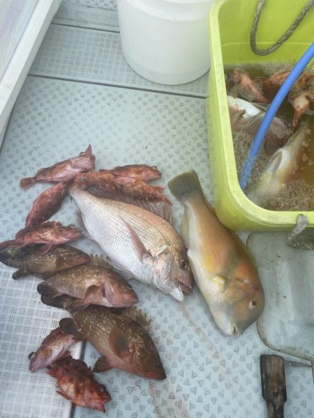 リトルワン 釣果