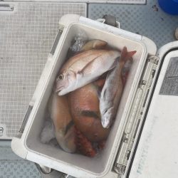 リトルワン 釣果