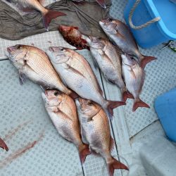 リトルワン 釣果