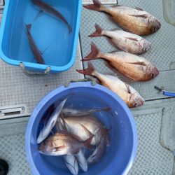 リトルワン 釣果