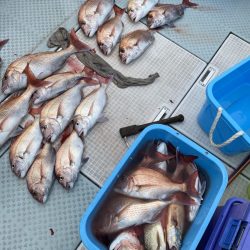 リトルワン 釣果