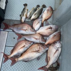 リトルワン 釣果