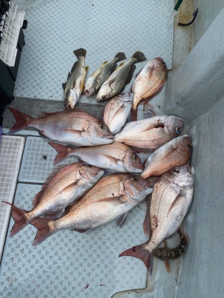 リトルワン 釣果