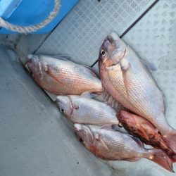 リトルワン 釣果