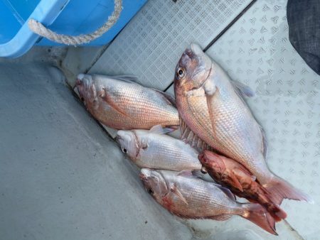 リトルワン 釣果