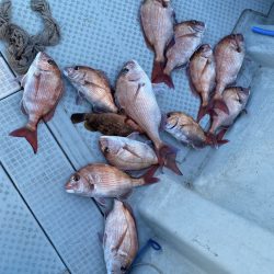 リトルワン 釣果