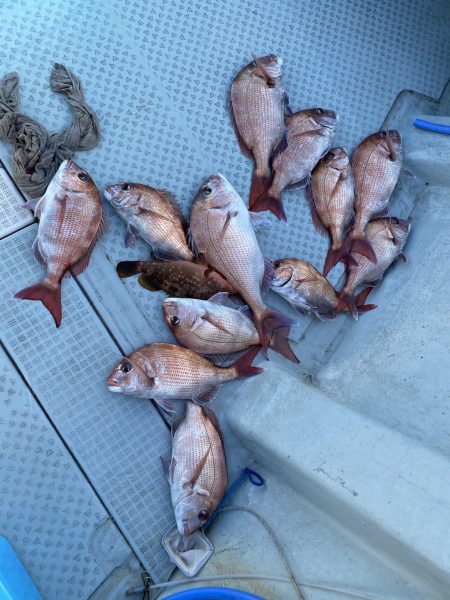 リトルワン 釣果