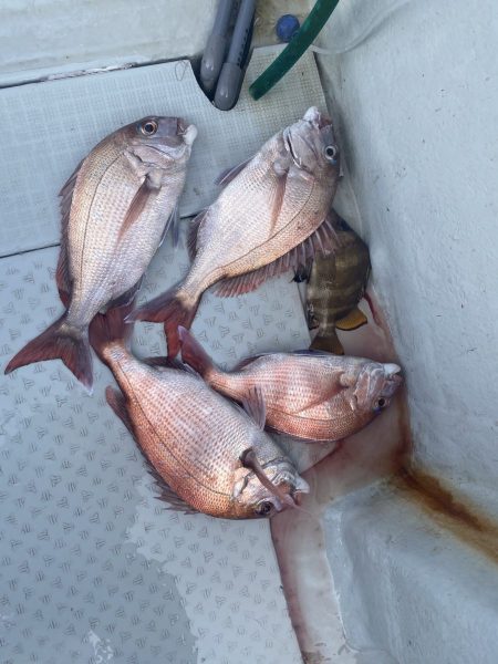 リトルワン 釣果