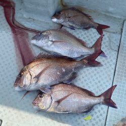 リトルワン 釣果