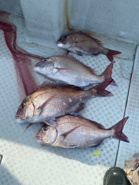 リトルワン 釣果