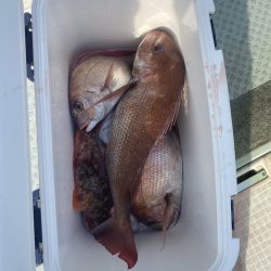 リトルワン 釣果