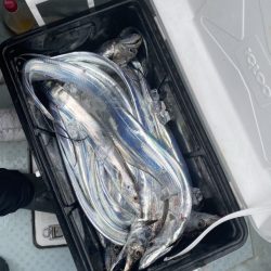 リトルワン 釣果